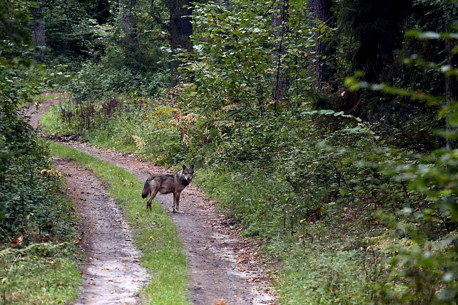 Wilk na trasie rowerowej wycieczki