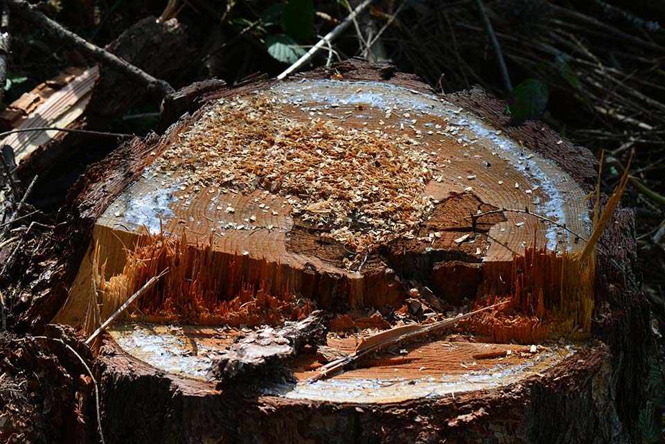 Wycięli 94 drzewa – zostali zatrzymani