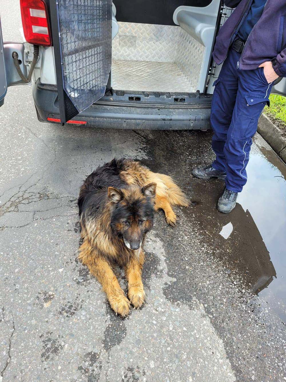 Szczęśliwy finał tułaczki owczarka – na pomoc wyruszyli policjanci