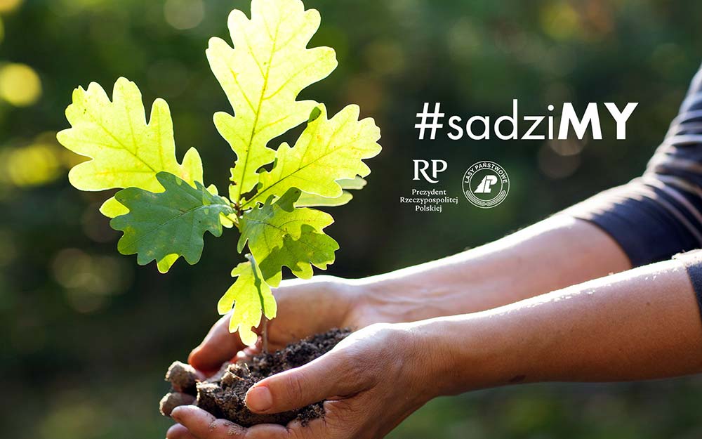 #sadziMY – Nadleśnictwo Sulęcin rozdaje sadzonki drzew