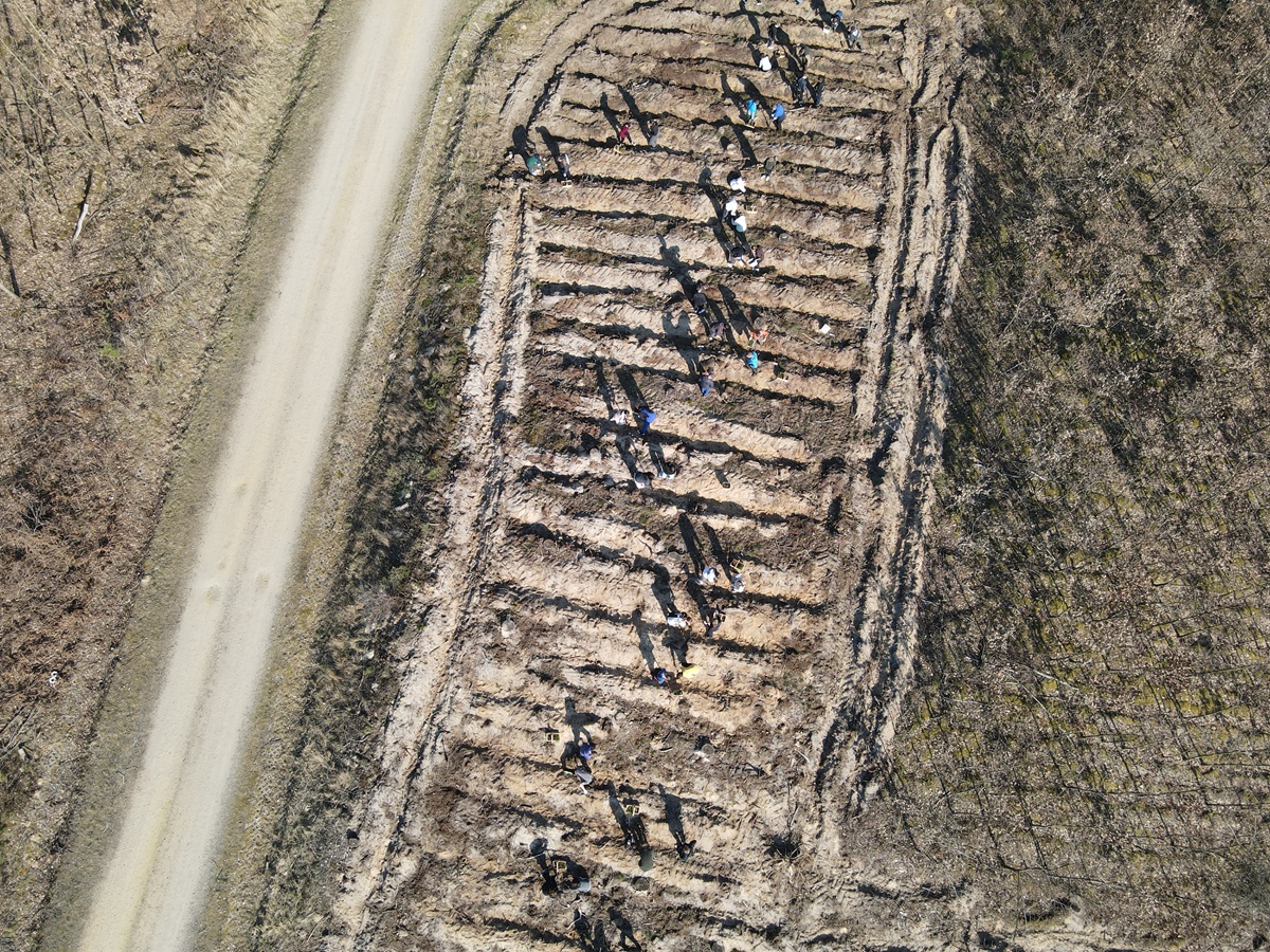 Nowe pokolenie lasu w Sulęcinie