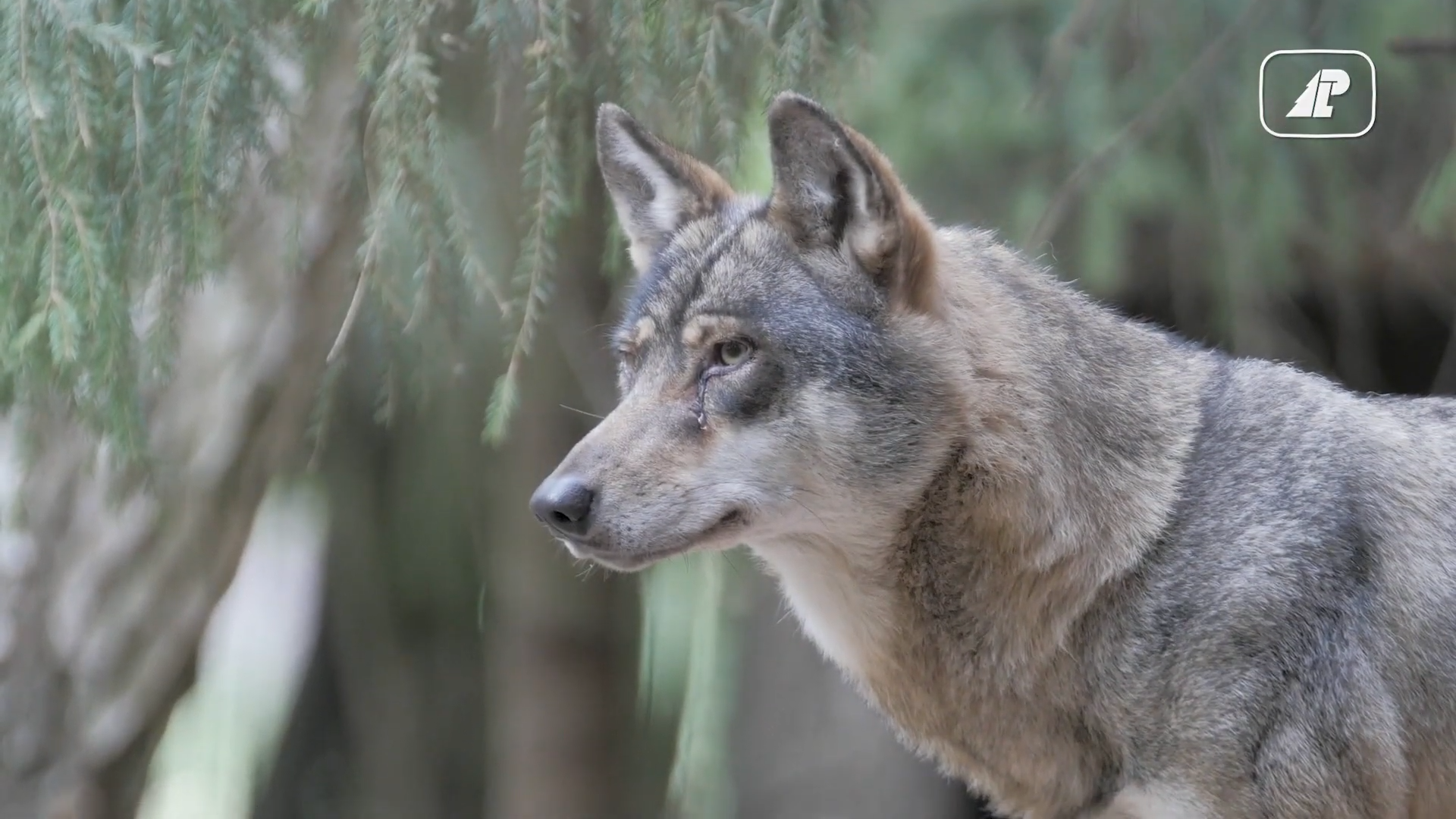 Wilk jest dziki, wilk jest zły… ale czy na pewno?