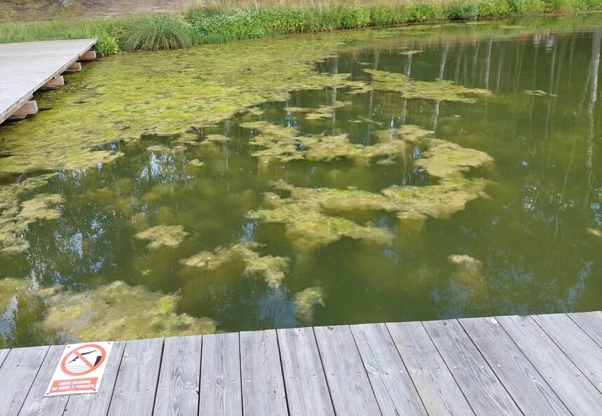 Roślinność opanowuje Jezioro Ostrowskie. Działać chcą tylko lokalni – Wody Polskie nie planują interwencji