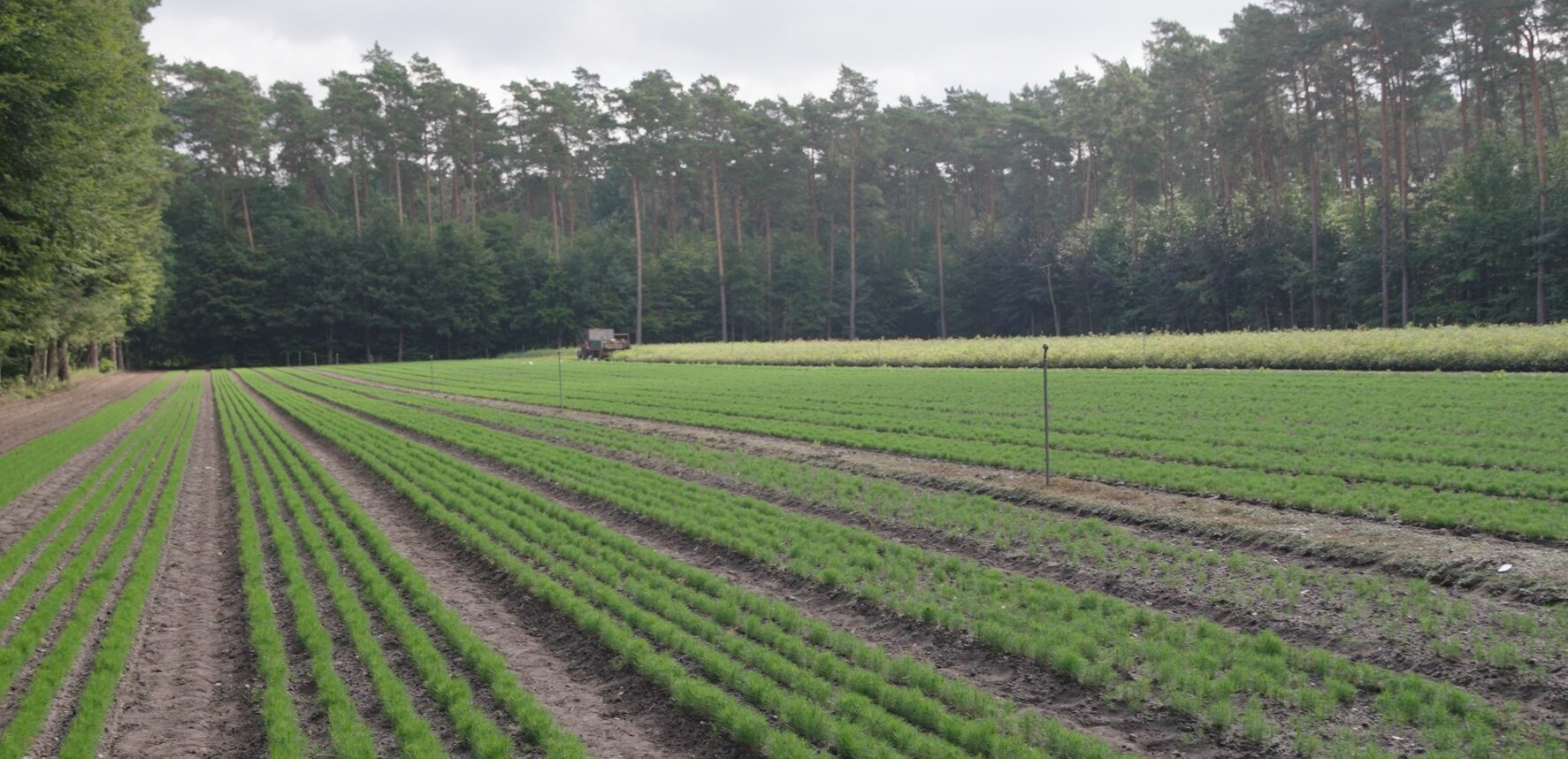 W Ostrowie pod Sulęcinem wzrastają piękne drzewa. Więcej informacji na ten temat w rozmowie z Panem Bartłomiejem Lenardem