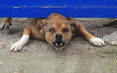 Szczepienia przeciw wściekliźnie w gminie Krzeszyce