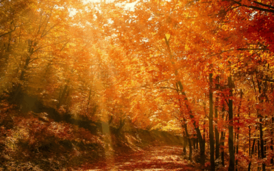 Jesień zaczyna się pogodnie. Prognoza Piotra Szustera z CMM IMGW-PIB specjalnie dla naszego portalu