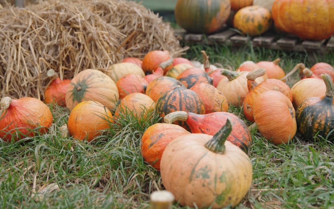 Dynia to owoc czy warzywo? Odpowiedź znajdziecie w naszym materiale WIDEO.