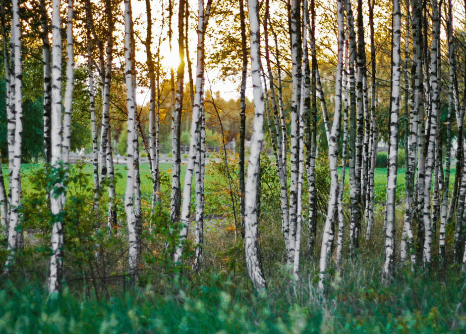 Masz nieużywany grunt? Lasy Państwowe mogą go odkupić