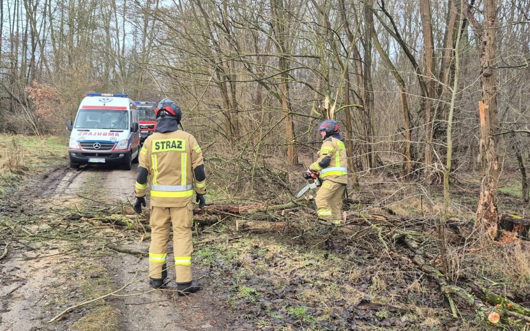 Drzewo zablokowało dojazd karetki w Lubniewicach. Strażacy udrożnili drogę