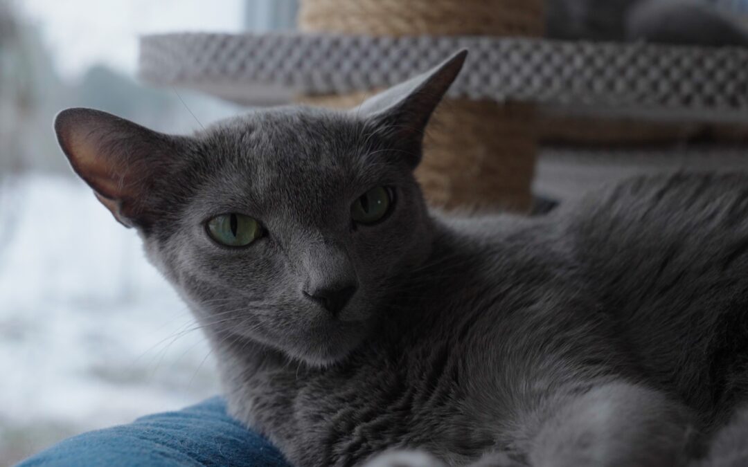 17 lutego to Dzień Kota. Pochwalcie się zatem w komentarzach zdjęciami swoich pupilów.