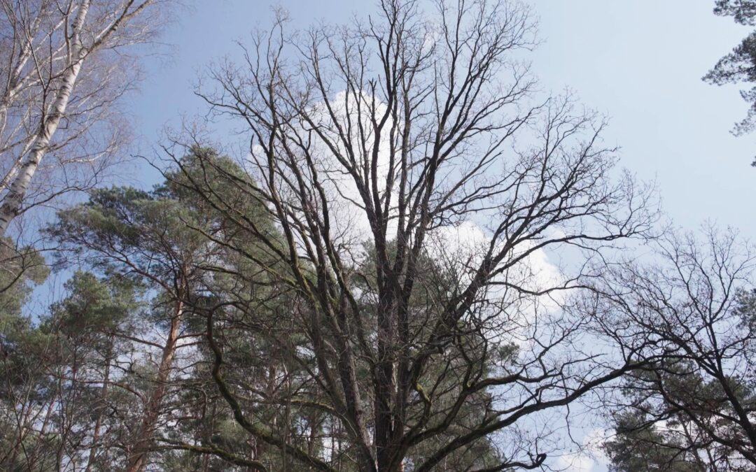 Będzie można posadzić sosny i dęby. A na dodatek zjeść kiełbaskę z ogniska. Więcej w materiale WIDEO