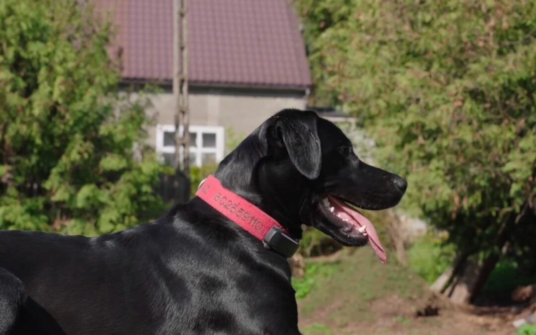 Dzisiaj jest Międzynarodowy Dzień Psa Ratowniczego. Poznajcie zatem bohaterską Lorę i jej przewodnika.