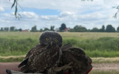 Niecodzienne odkrycie. Dwie pójdźki znalezione przy motocyklu
