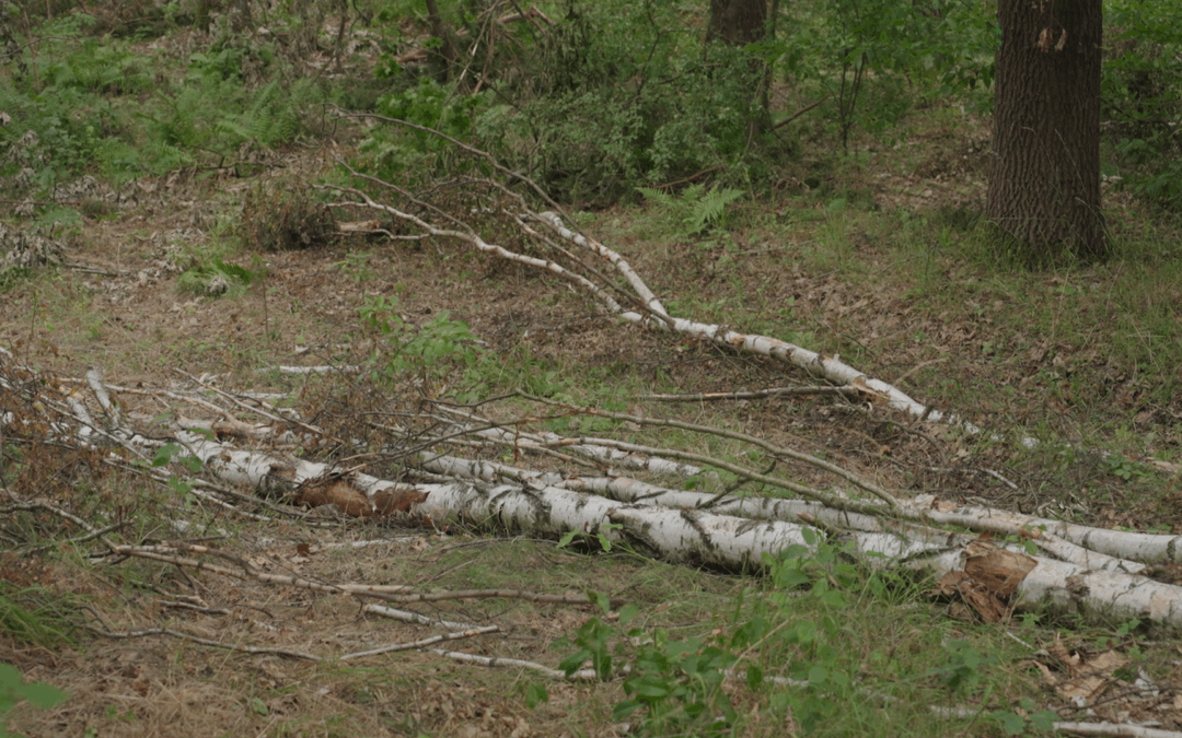 Wietrzna i porywista pogoda to duże zagrożenie. Bądźcie czujni i ostrożni.